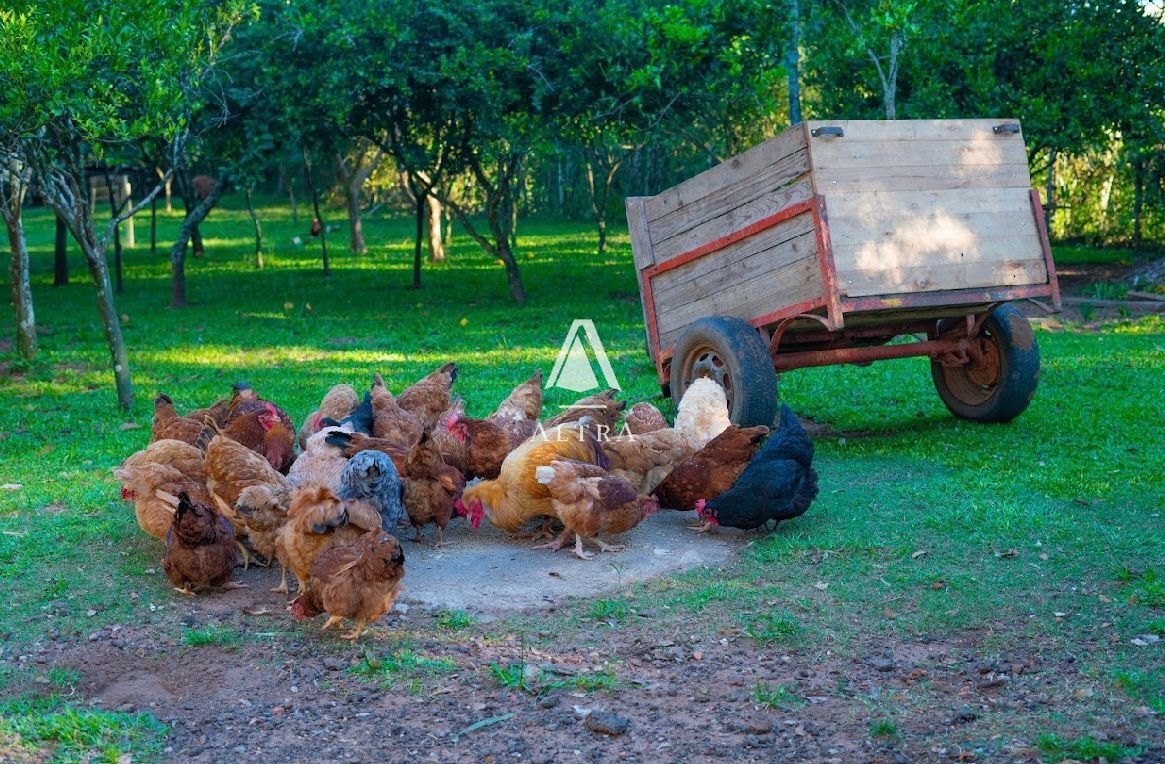 Fazenda à venda com 3 quartos, 50000m² - Foto 11