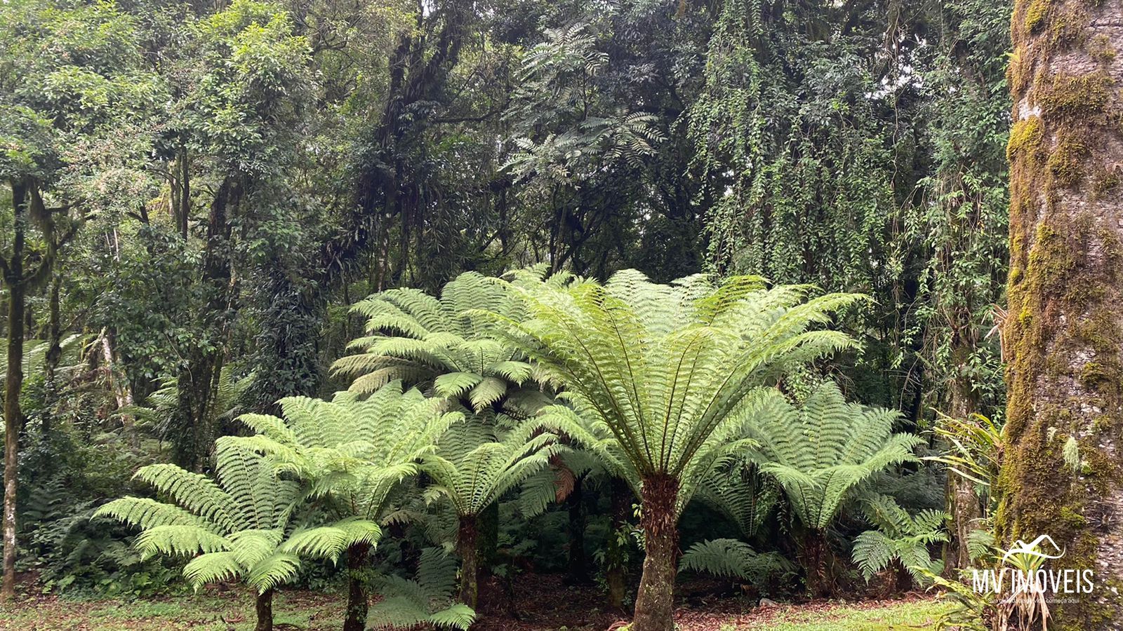 Terreno/Lote  venda  no Mato Queimado - Gramado, RS. Imveis