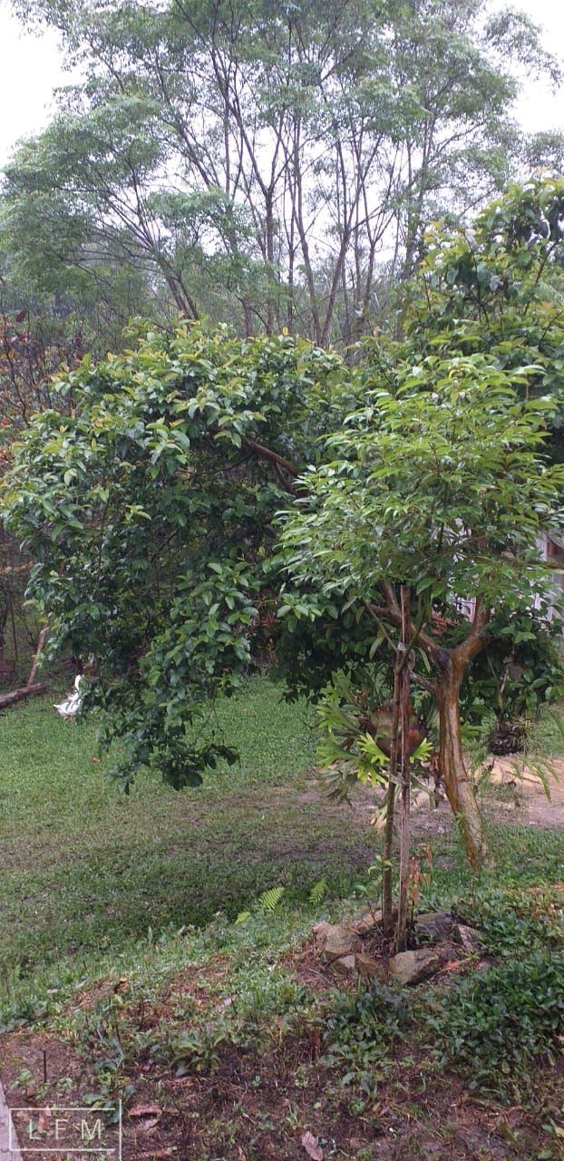 Sítio à venda com 2 quartos, 5188m² - Foto 10