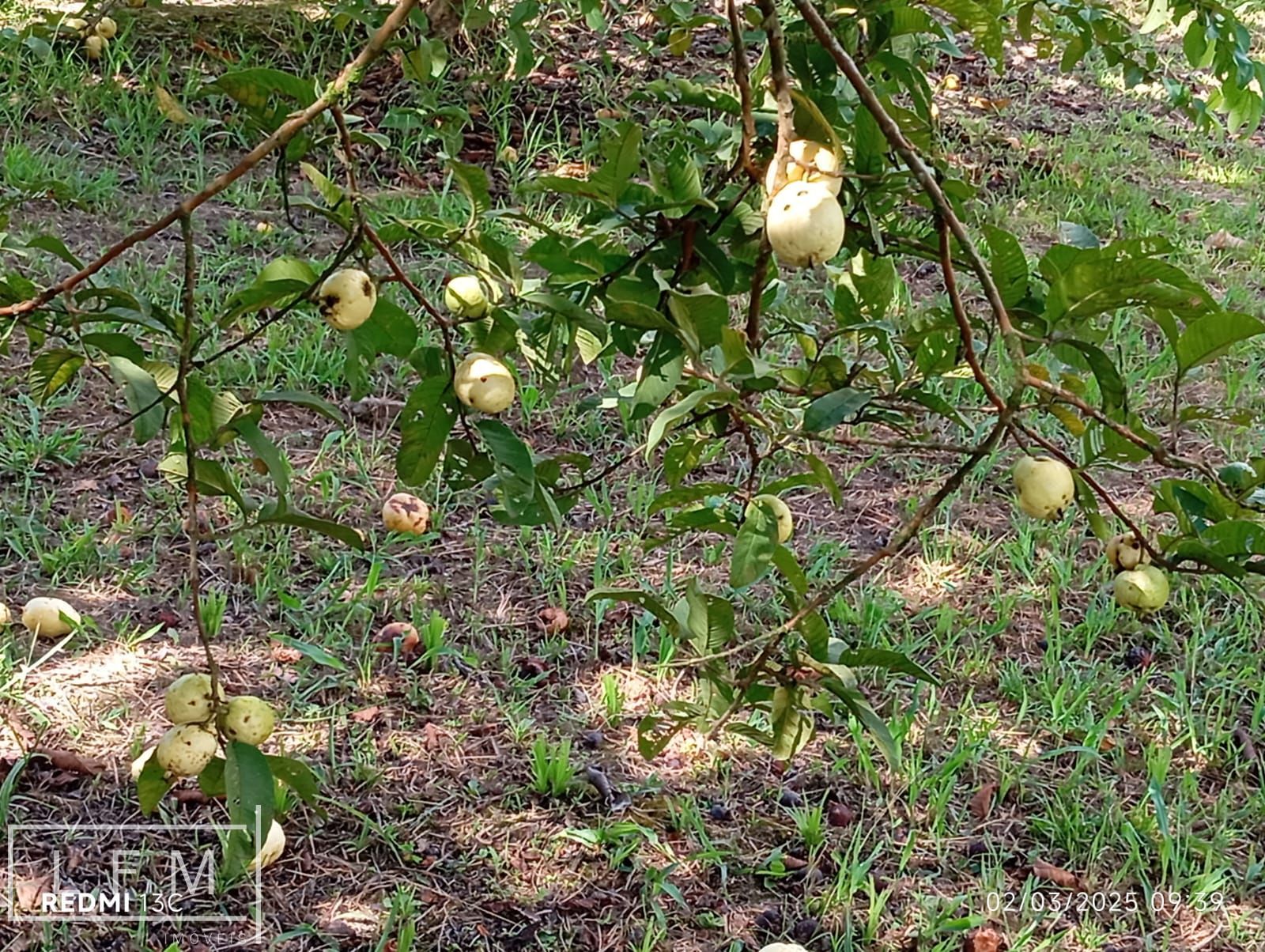Sitio a venda em São Joao do Itaperiu Sc