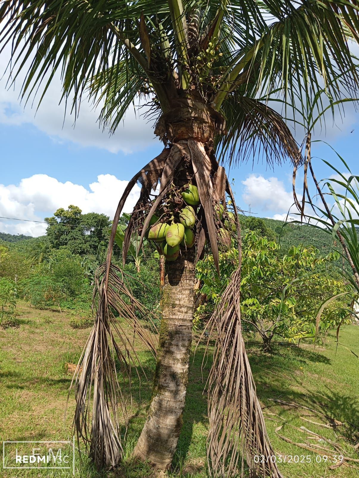 Sitio a venda em São Joao do Itaperiu Sc