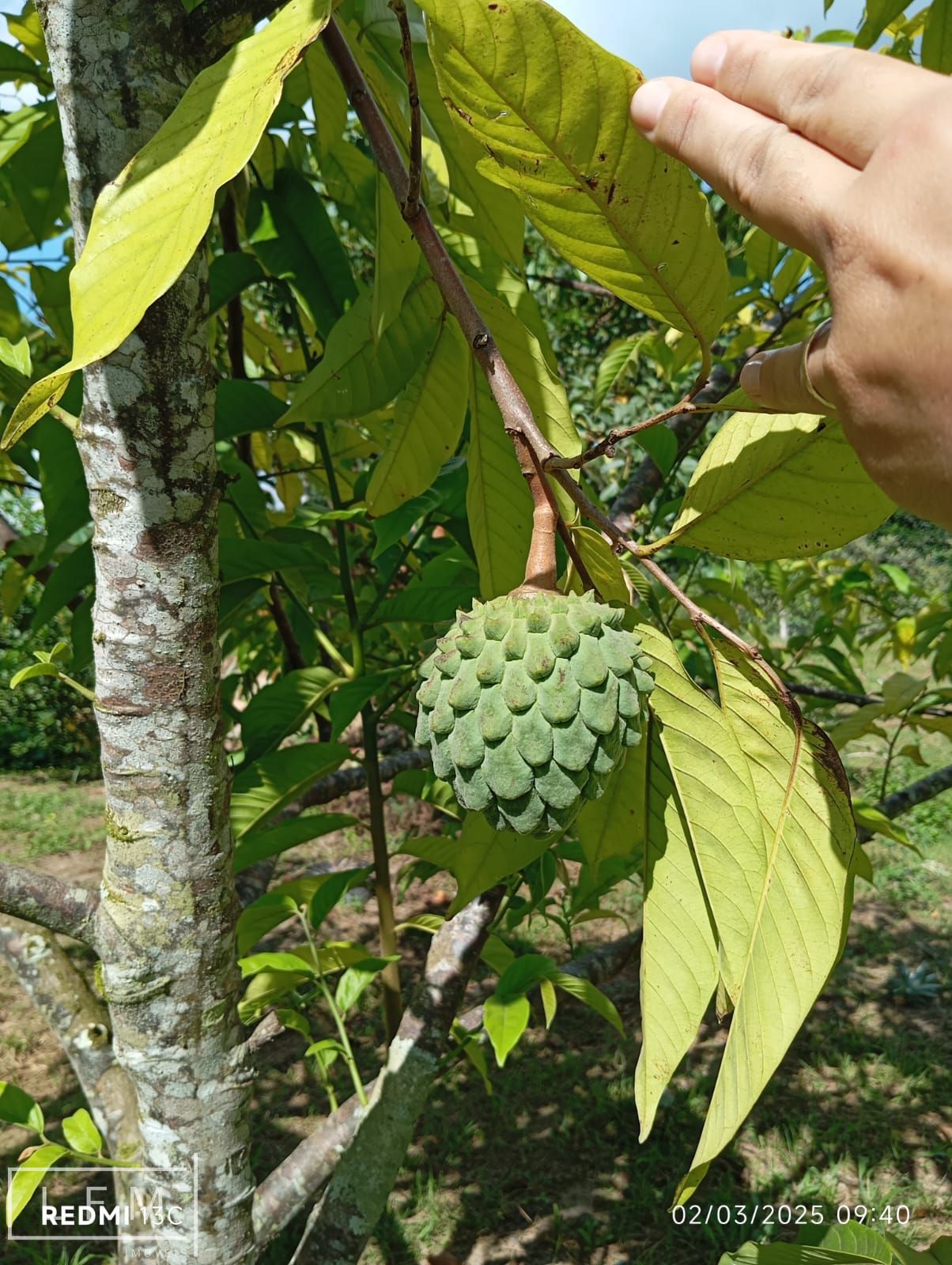 Sitio a venda em São Joao do Itaperiu Sc