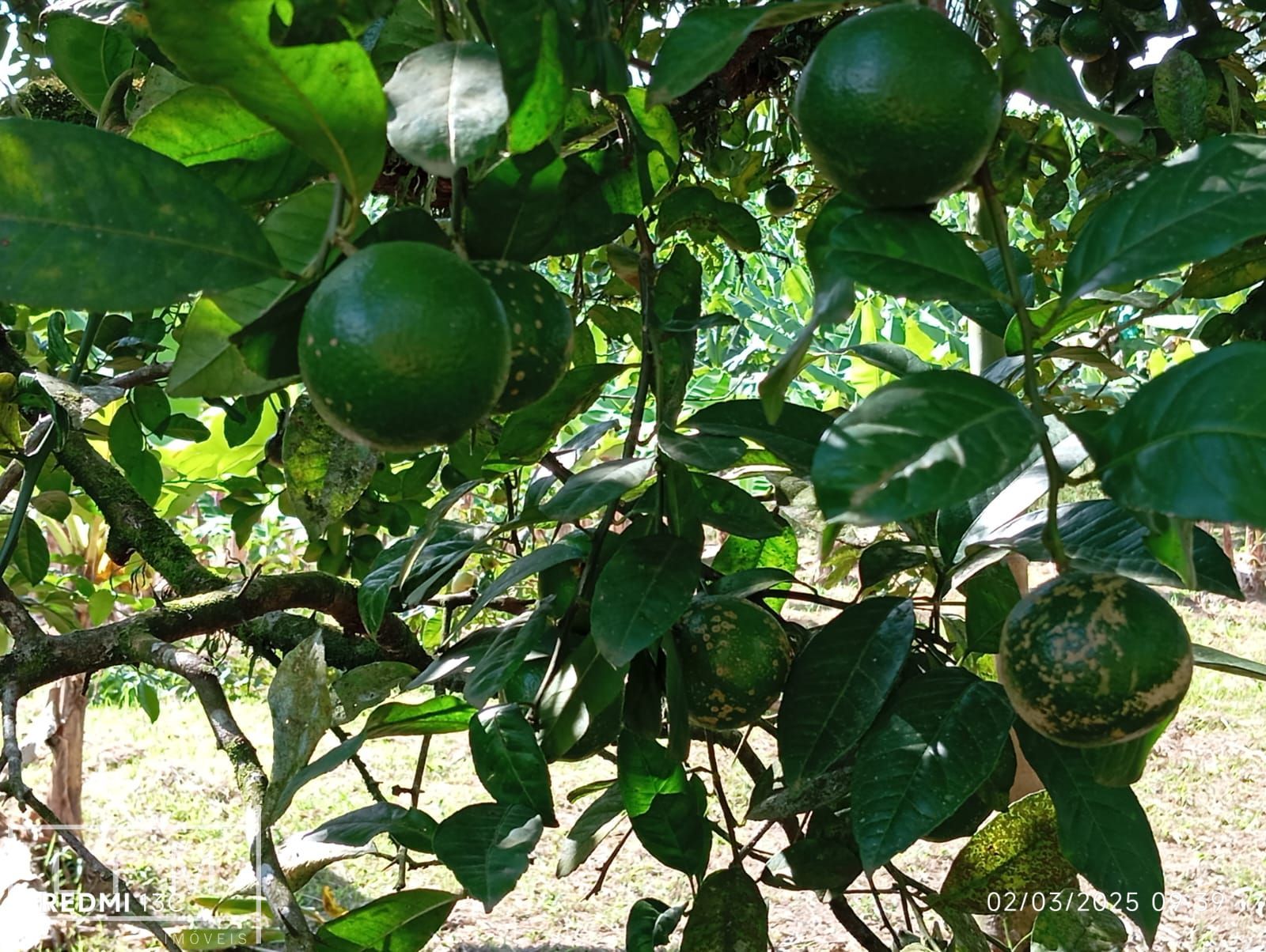 Sitio a venda em São Joao do Itaperiu Sc
