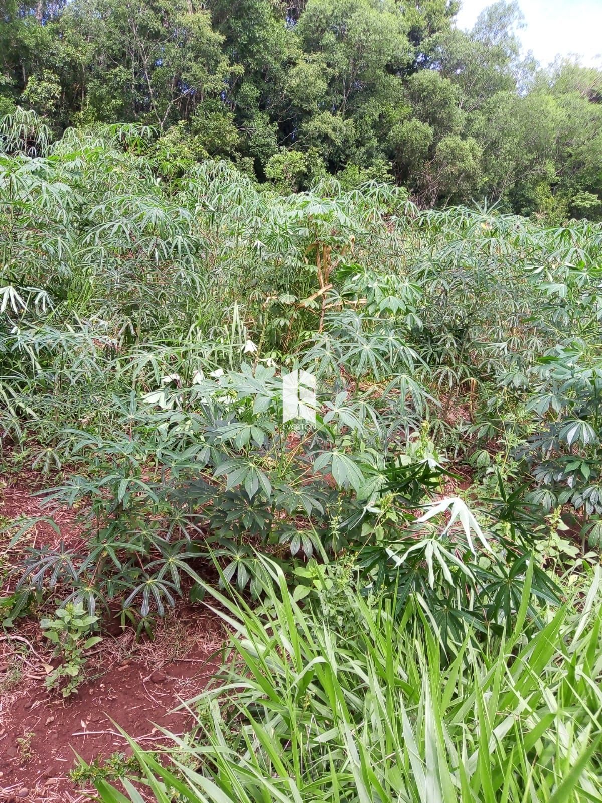 Chácara de no bairro Rural, em São Pedro do Sul | Eu Corretor