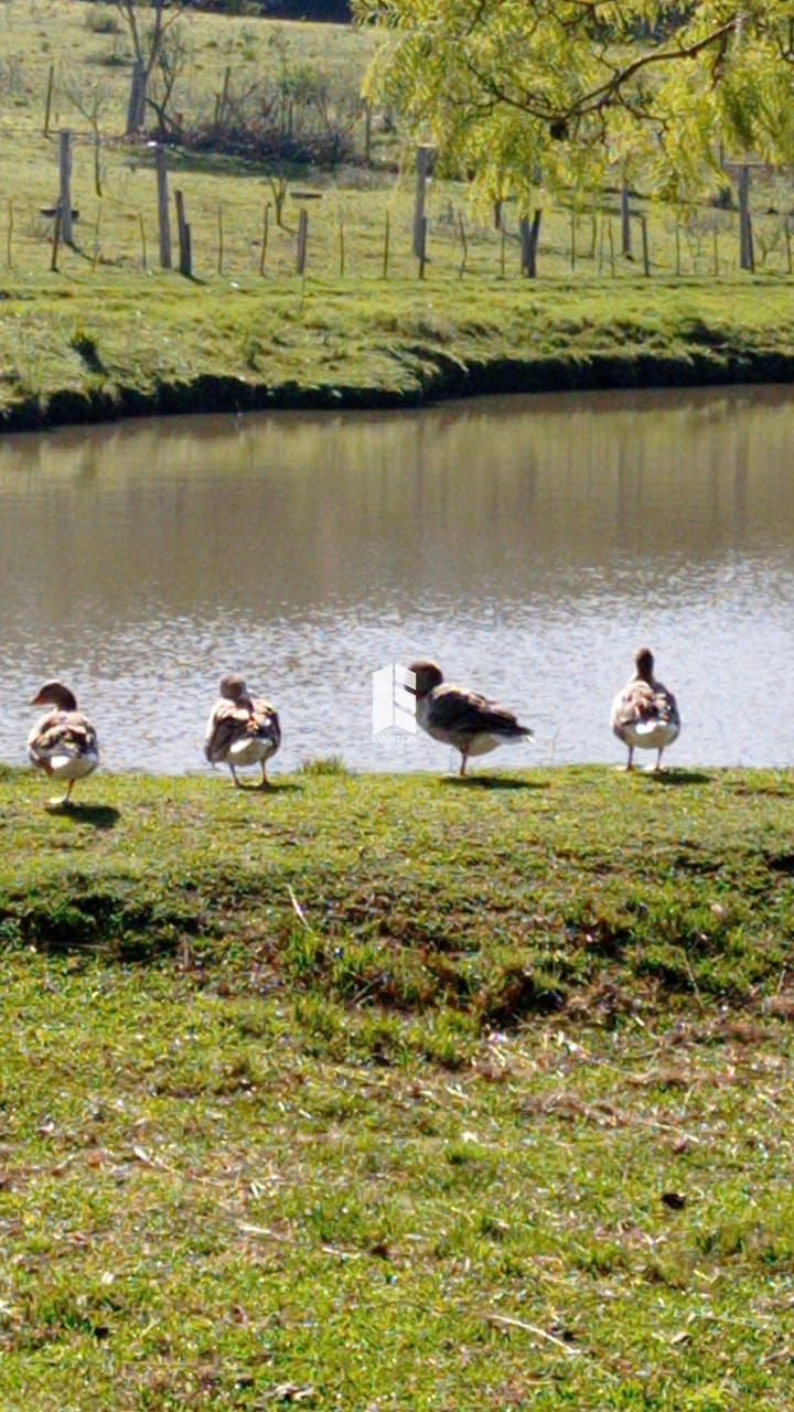 Chácara 1 dormitórios à venda Parque Pinhal Itaara/RS