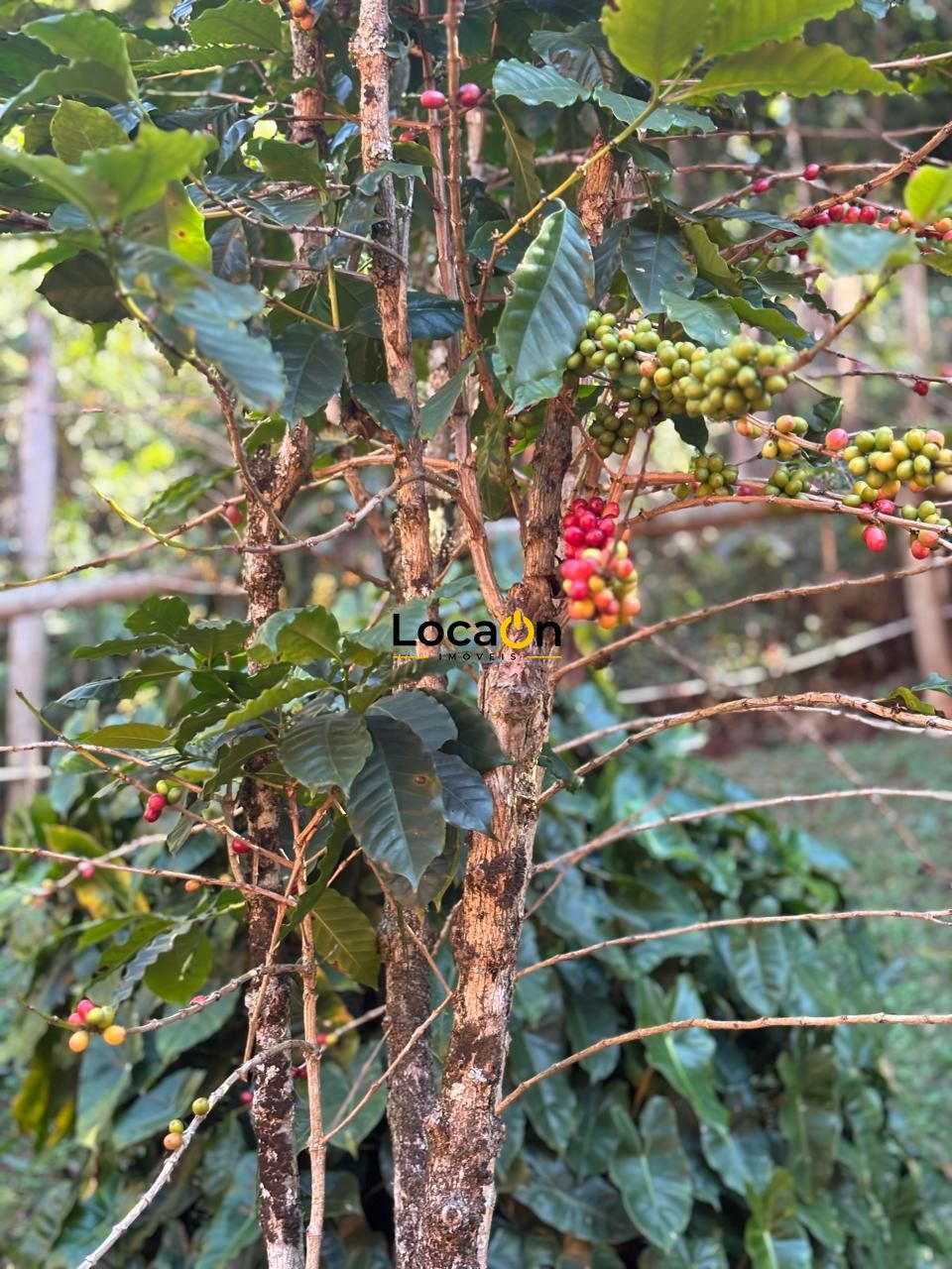 Sítio 4 dormitórios à venda Jardins de Petrópolis Nova Lima/MG