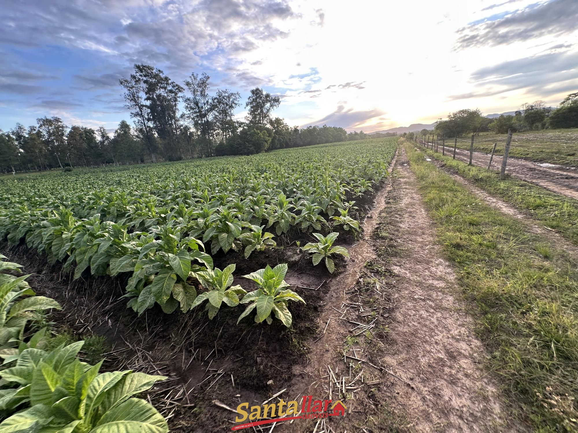 Chácara, 5 hectares - Foto 11
