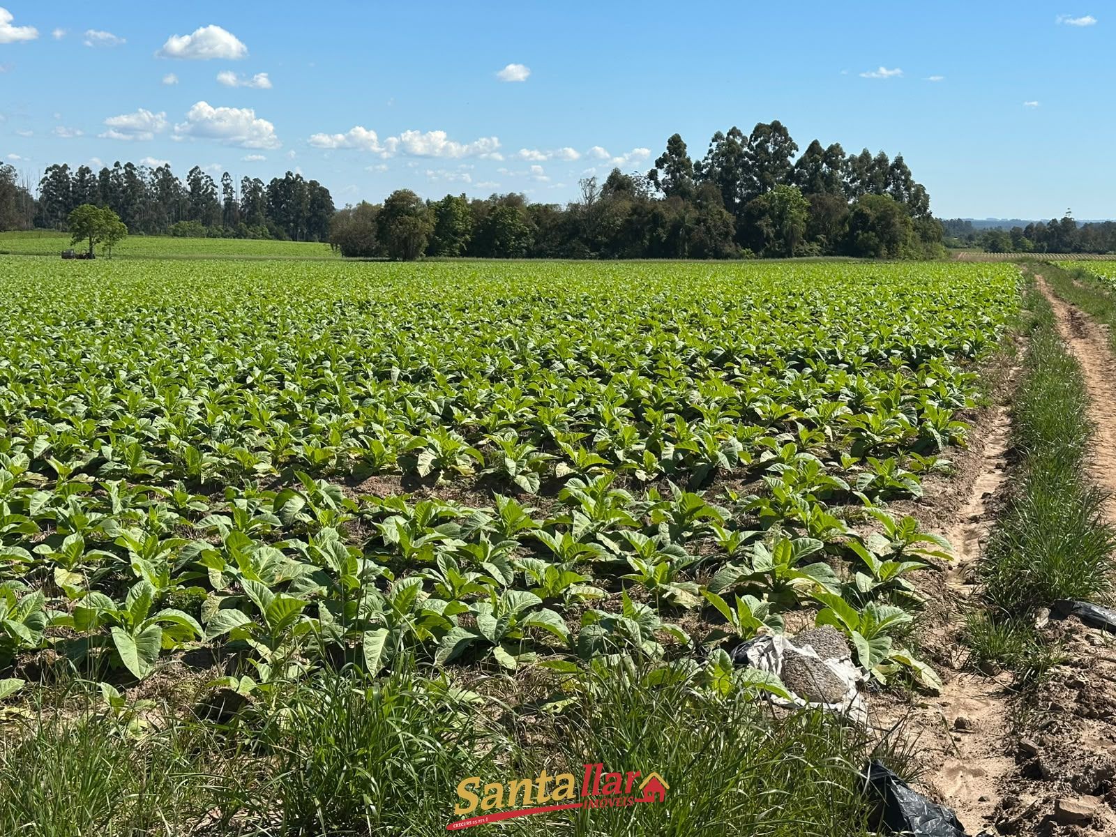 Sítio, 10 hectares - Foto 15