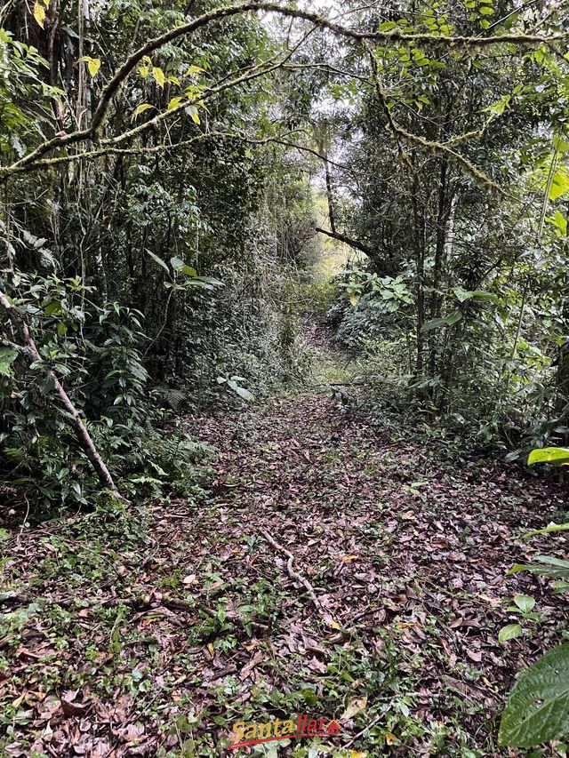 Chácara, 45 hectares - Foto 4