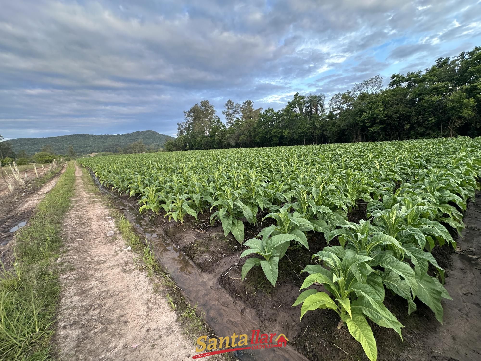Chácara, 5 hectares - Foto 1