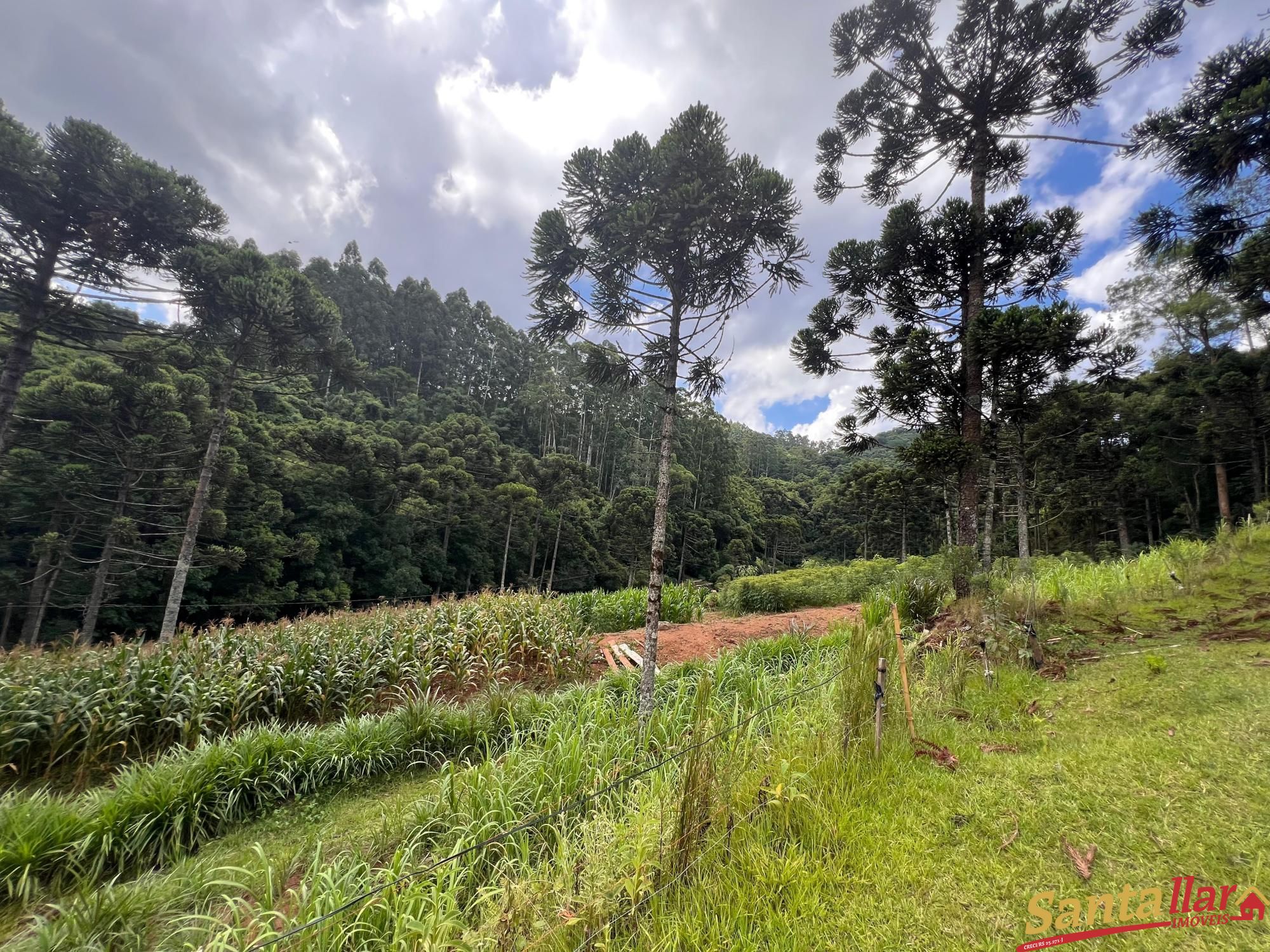 Fazenda à venda com 3 quartos, 130m² - Foto 12