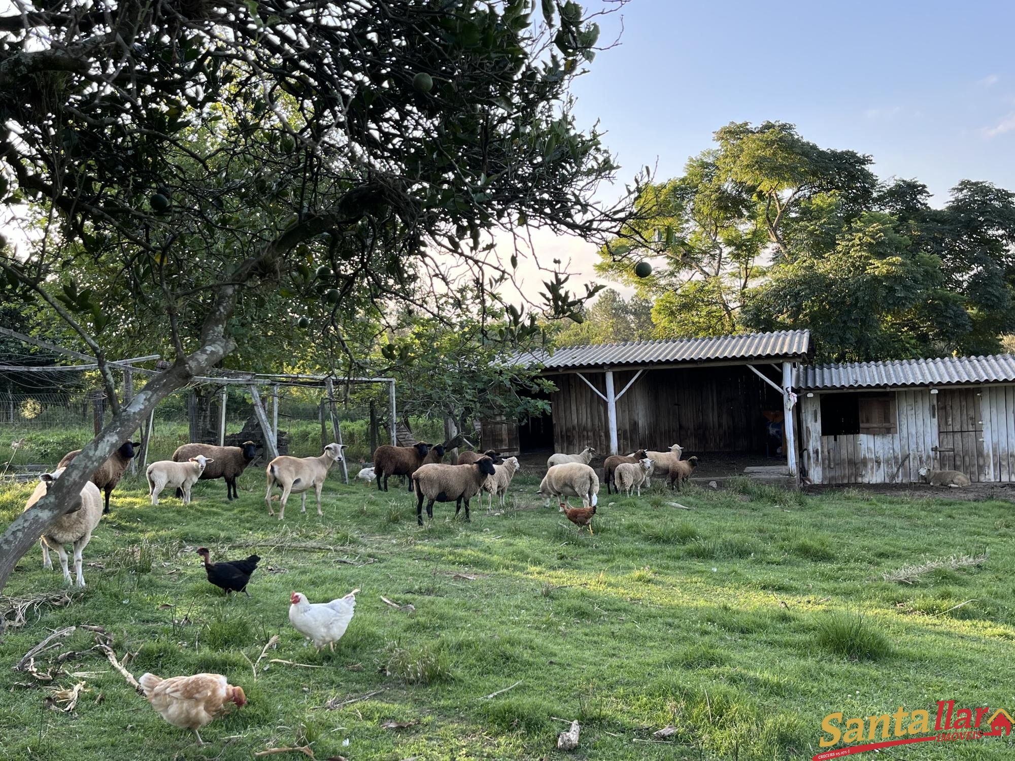 Chácara, 7 quartos, 21 hectares - Foto 9