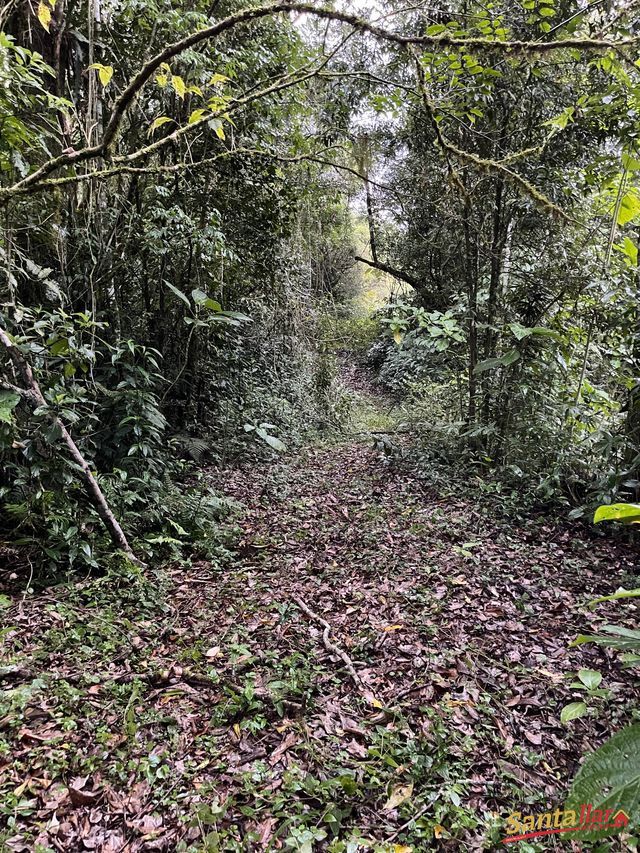 Chácara, 45 hectares - Foto 4