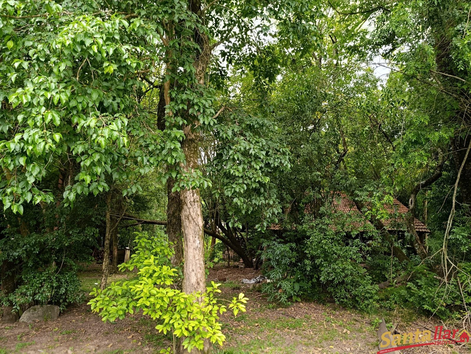 Sítio, 3 quartos, 3 hectares - Foto 13