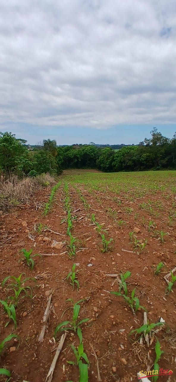 Sítio, 7 hectares - Foto 26