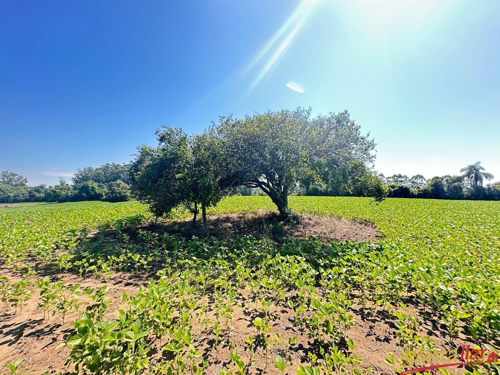 Sítio, 3 quartos, 22 hectares - Foto 14