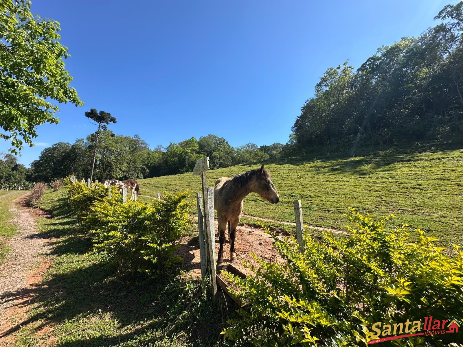 Sítio, 3 quartos, 3 hectares - Foto 16