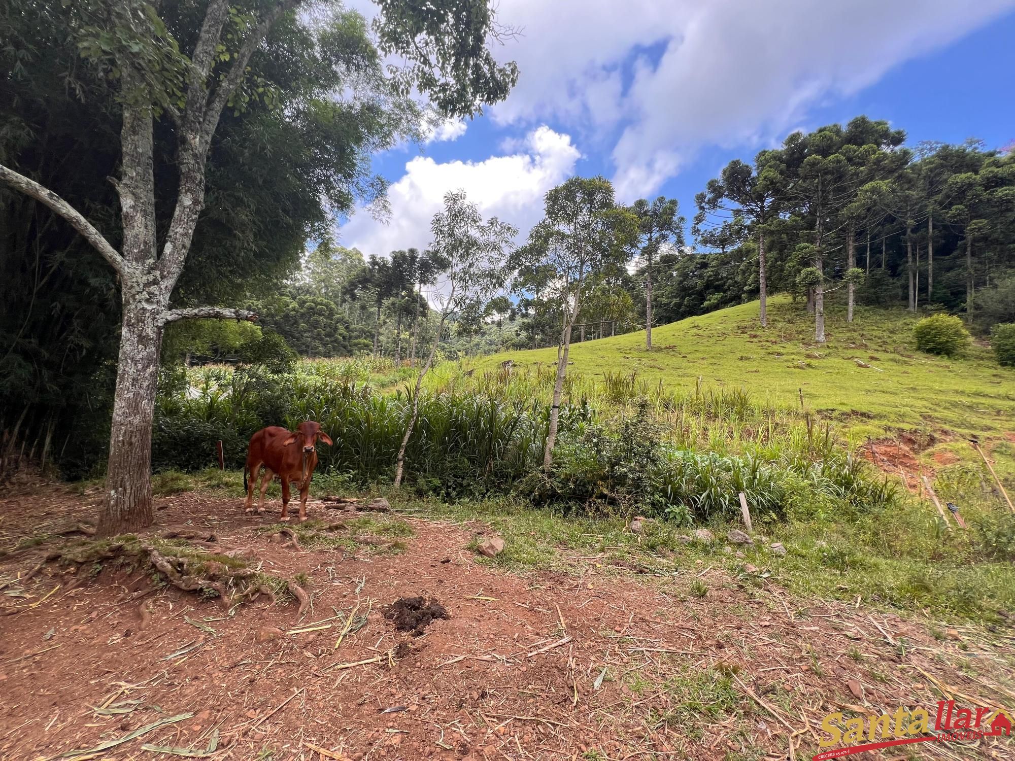 Fazenda à venda com 3 quartos, 130m² - Foto 16