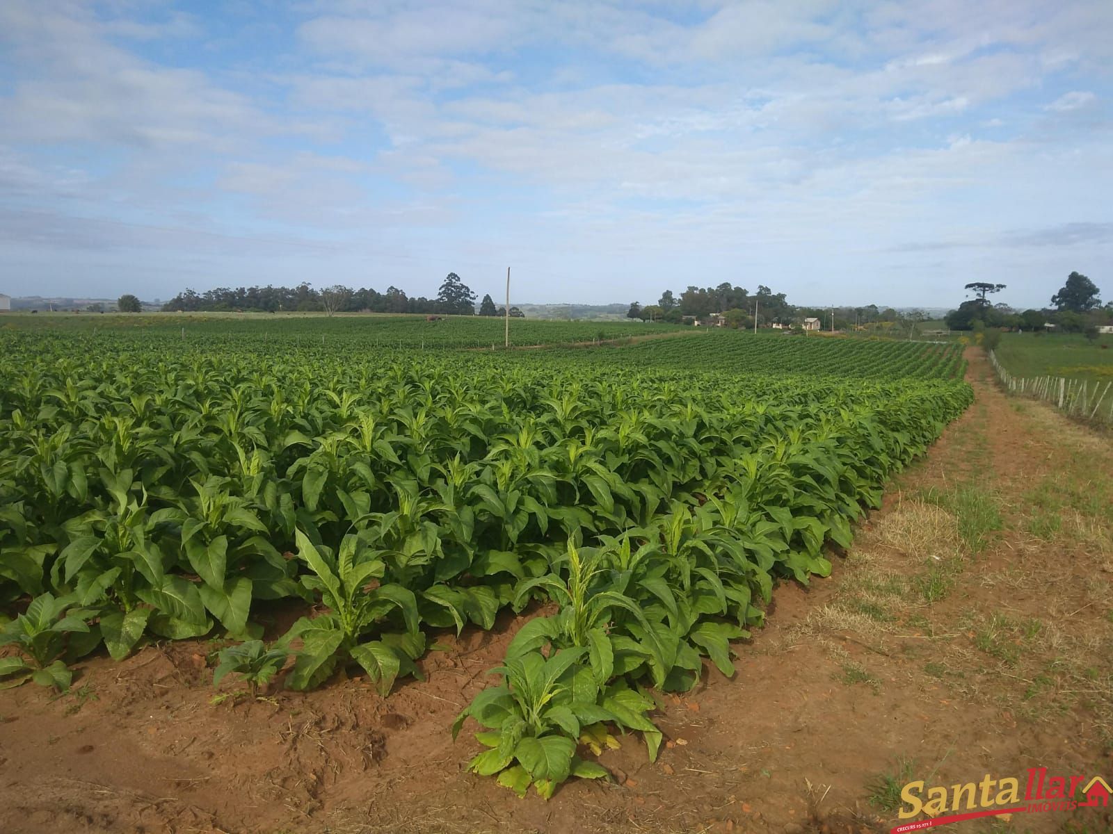 Fazenda à venda com 3 quartos, 833330000m² - Foto 11