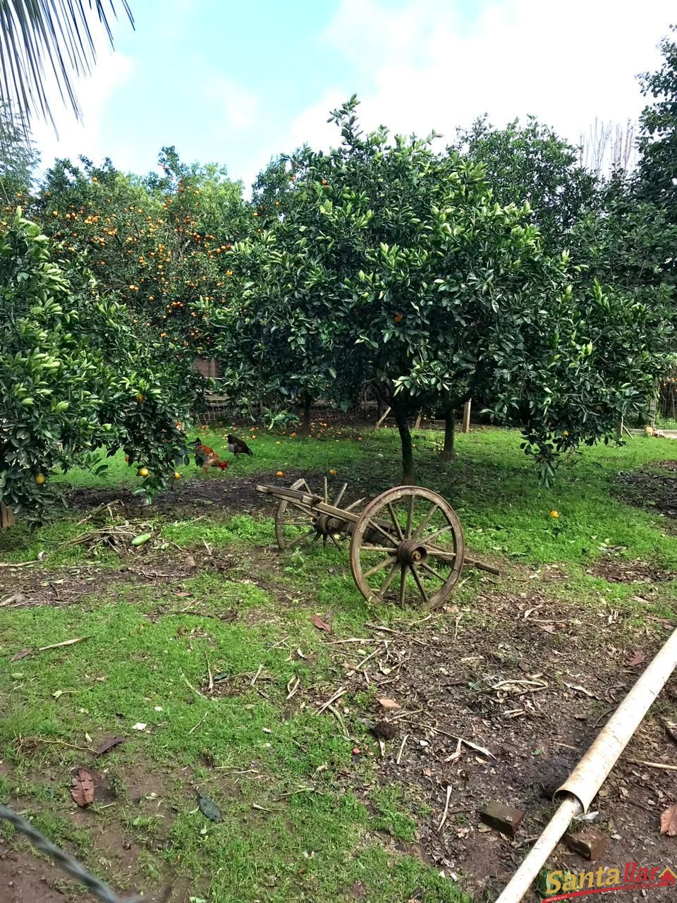 Fazenda à venda com 4 quartos, 130m² - Foto 11