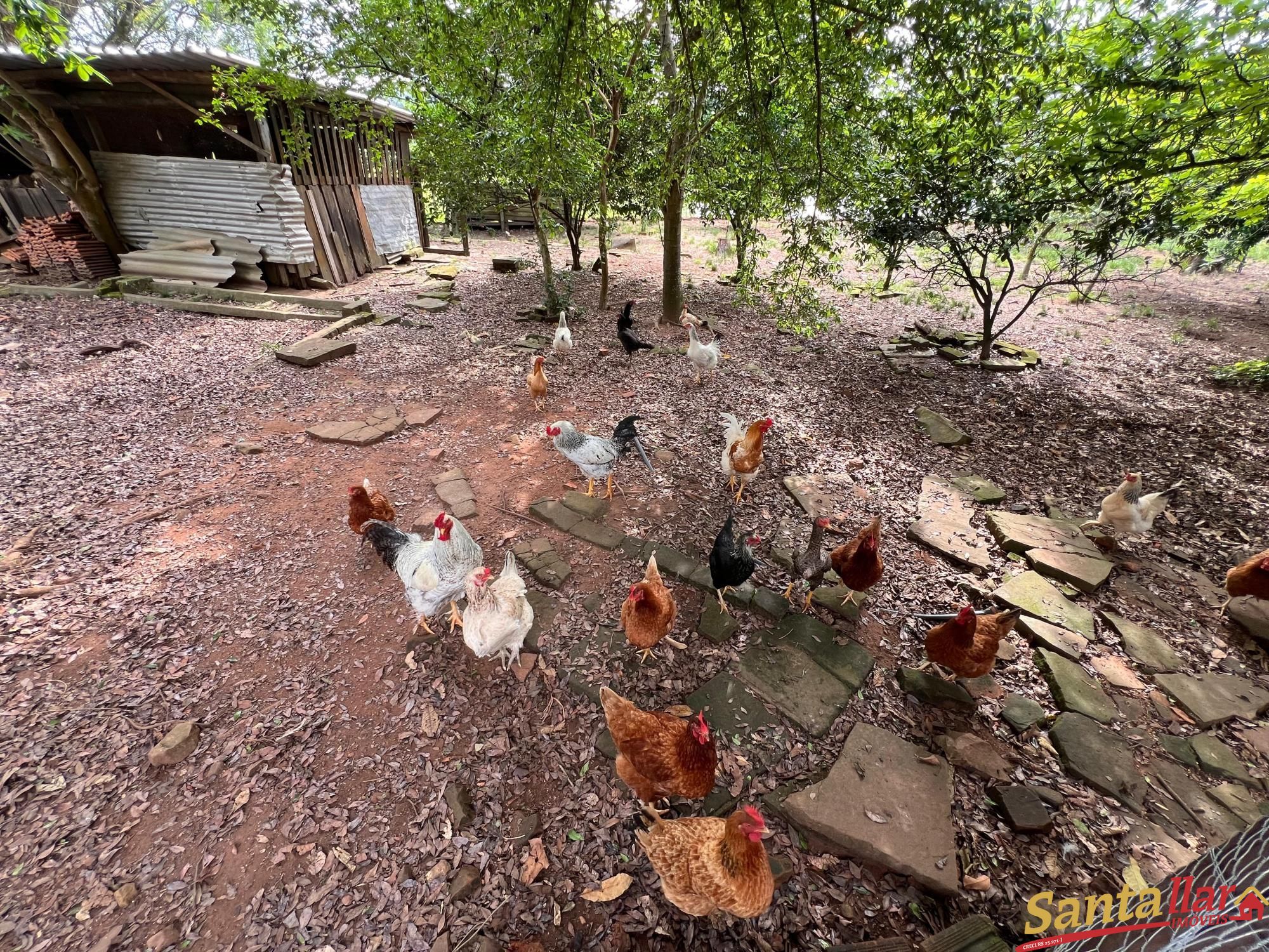 Chácara à venda com 3 quartos, 120m² - Foto 18