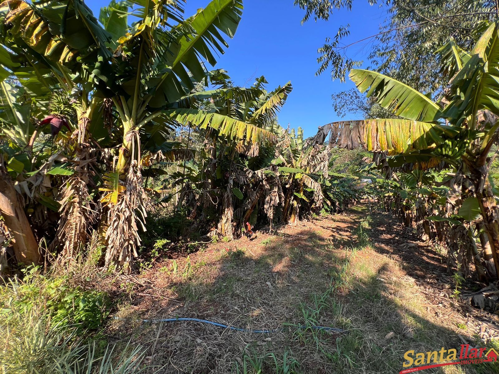 Fazenda à venda com 3 quartos, 200m² - Foto 14