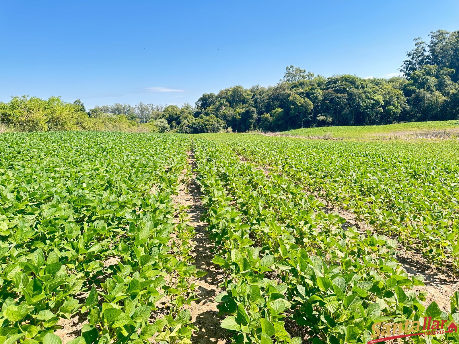 Sítio, 3 quartos, 22 hectares - Foto 13
