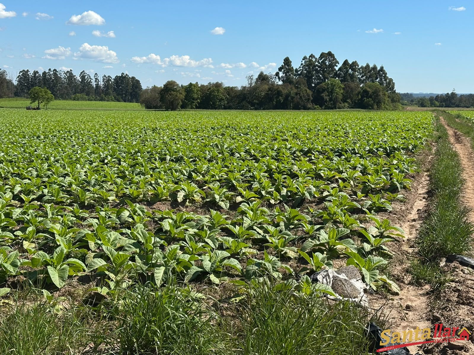 Chácara, 10 hectares - Foto 15