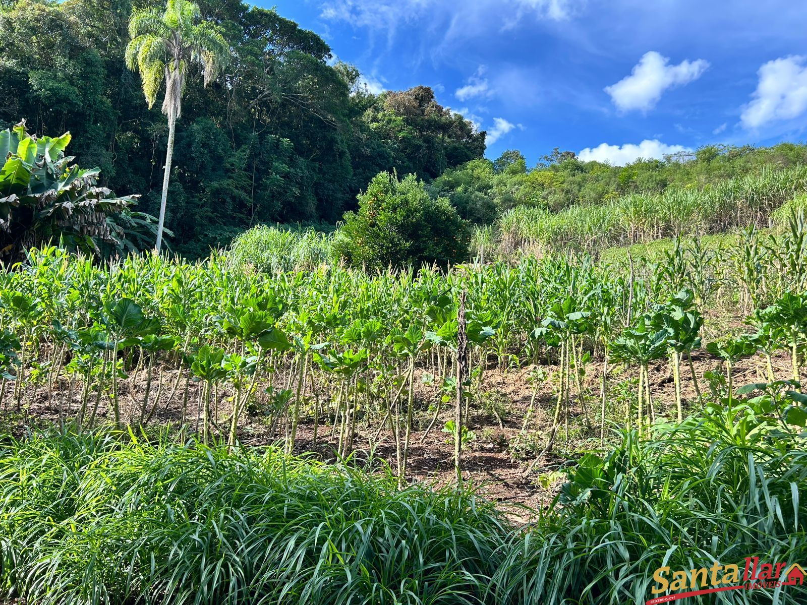 Chácara, 1 quarto, 6000 m² - Foto 23