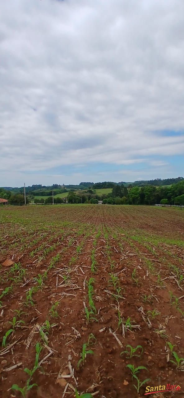 Sítio, 7 hectares - Foto 4