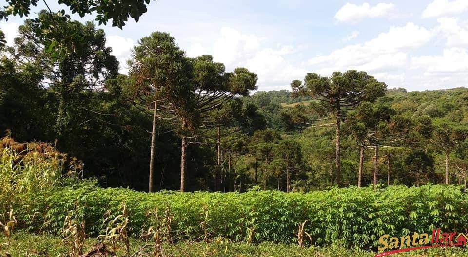 Fazenda à venda com 3 quartos, 80m² - Foto 8