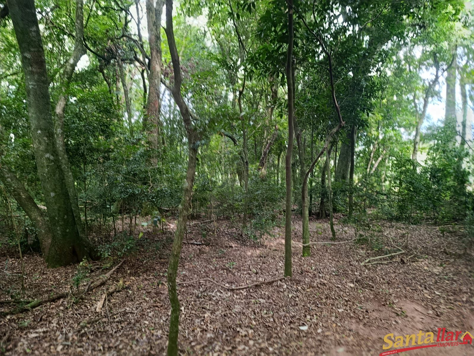 Chácara, 4 hectares - Foto 5