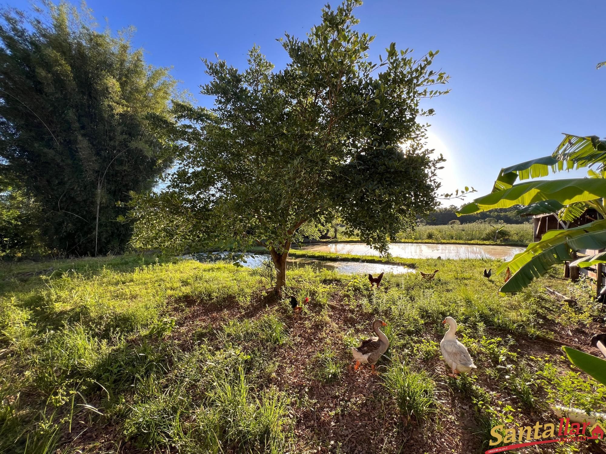 Fazenda à venda com 3 quartos, 210m² - Foto 4