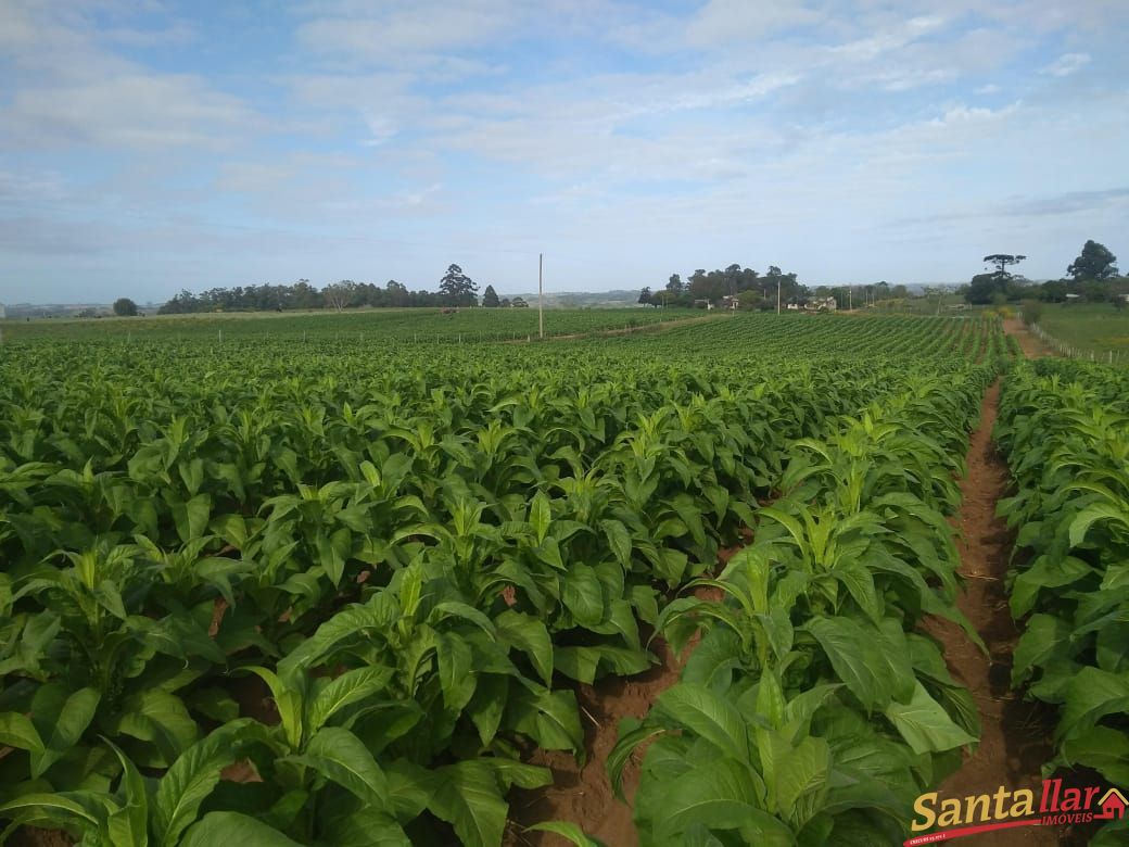 Fazenda à venda com 3 quartos, 833330000m² - Foto 15