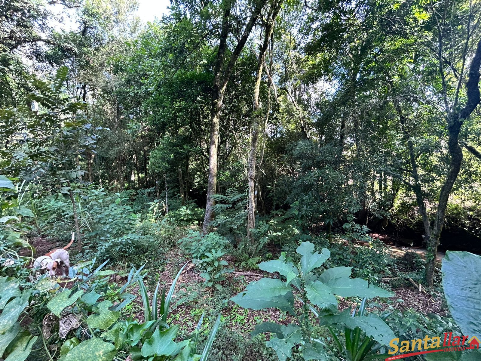 Chácara, 1 quarto, 6000 m² - Foto 34