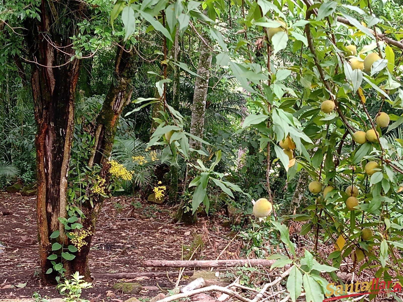 Fazenda à venda com 3 quartos, 80m² - Foto 5