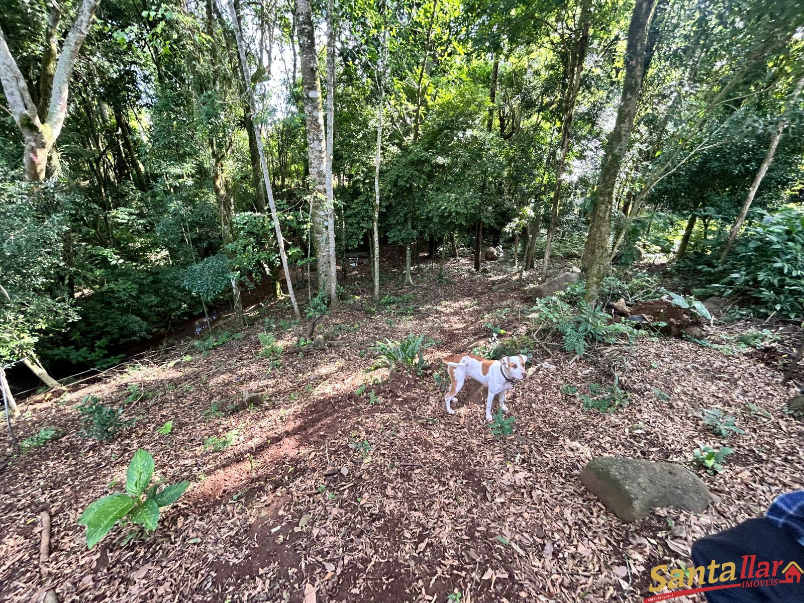 Chácara, 1 quarto, 6000 m² - Foto 15