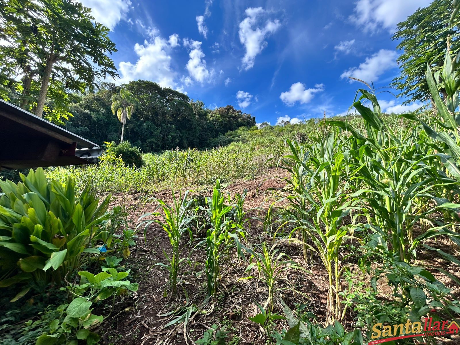 Chácara, 1 quarto, 6000 m² - Foto 12