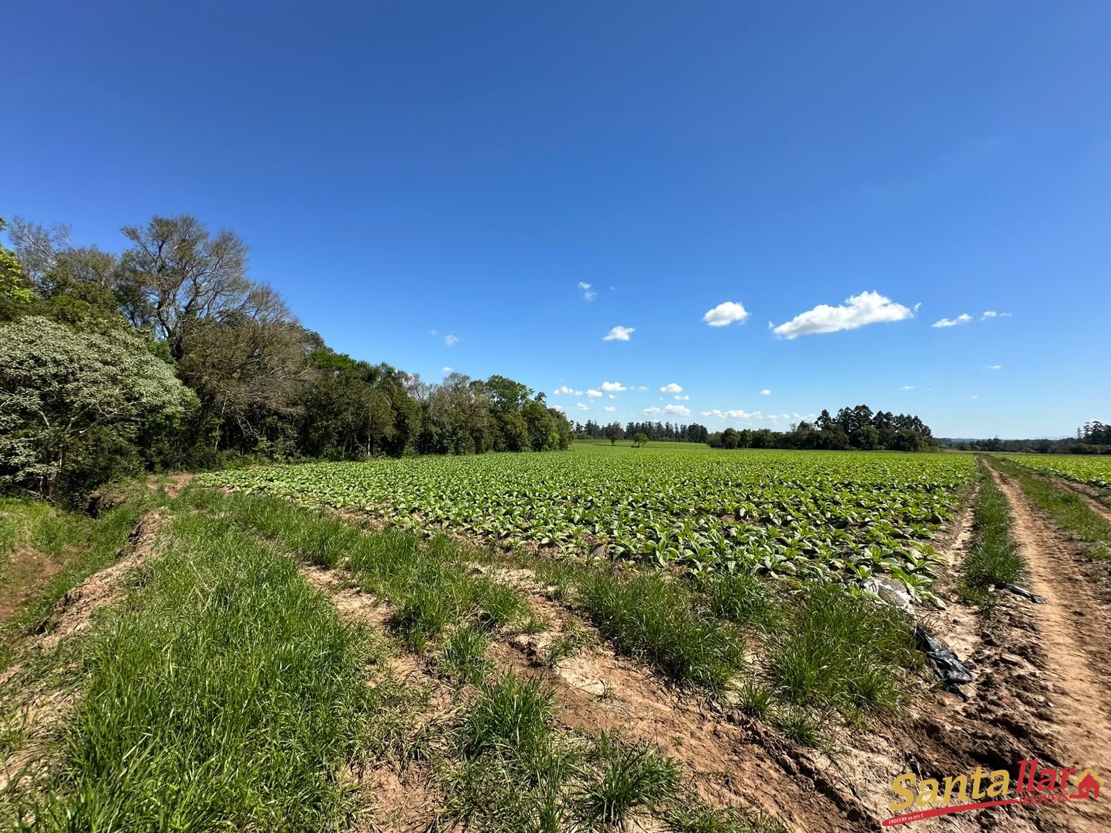 Chácara, 10 hectares - Foto 12
