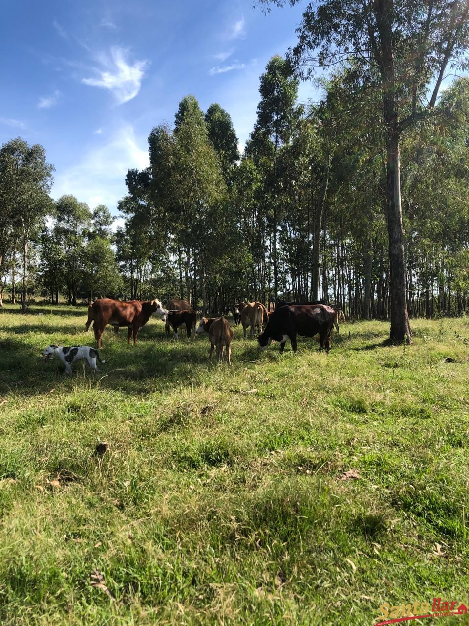 Fazenda à venda com 4 quartos, 120m² - Foto 13