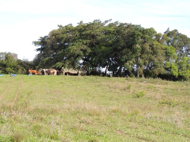 Fazenda, 190 hectares - Foto 19
