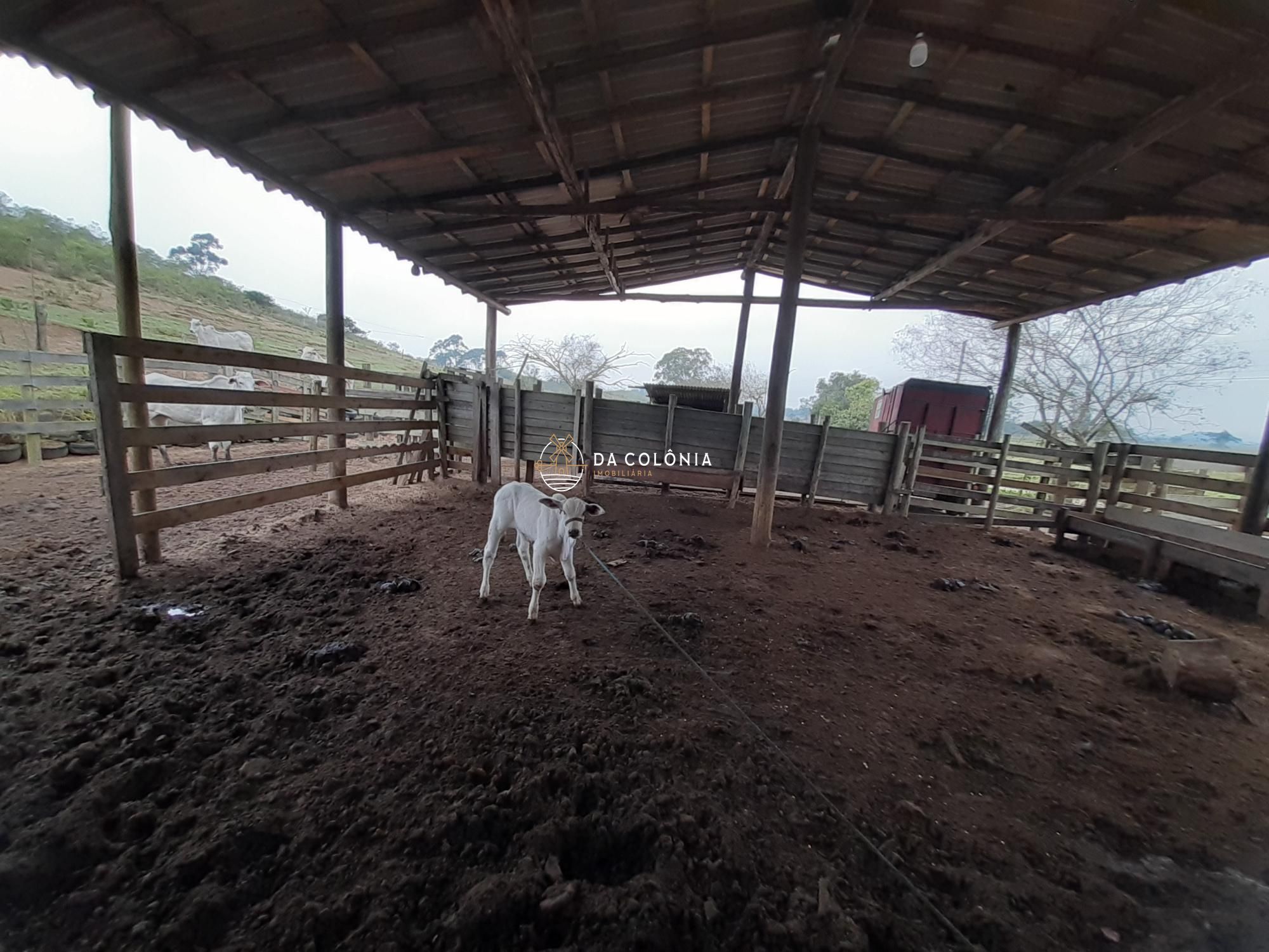 Fazenda à venda com 1 quarto, 80m² - Foto 4
