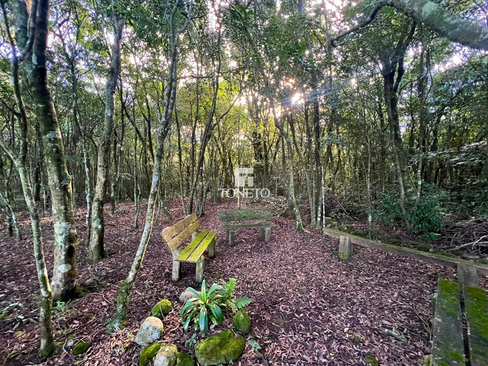 Fazenda à venda com 3 quartos, 800000000m² - Foto 19