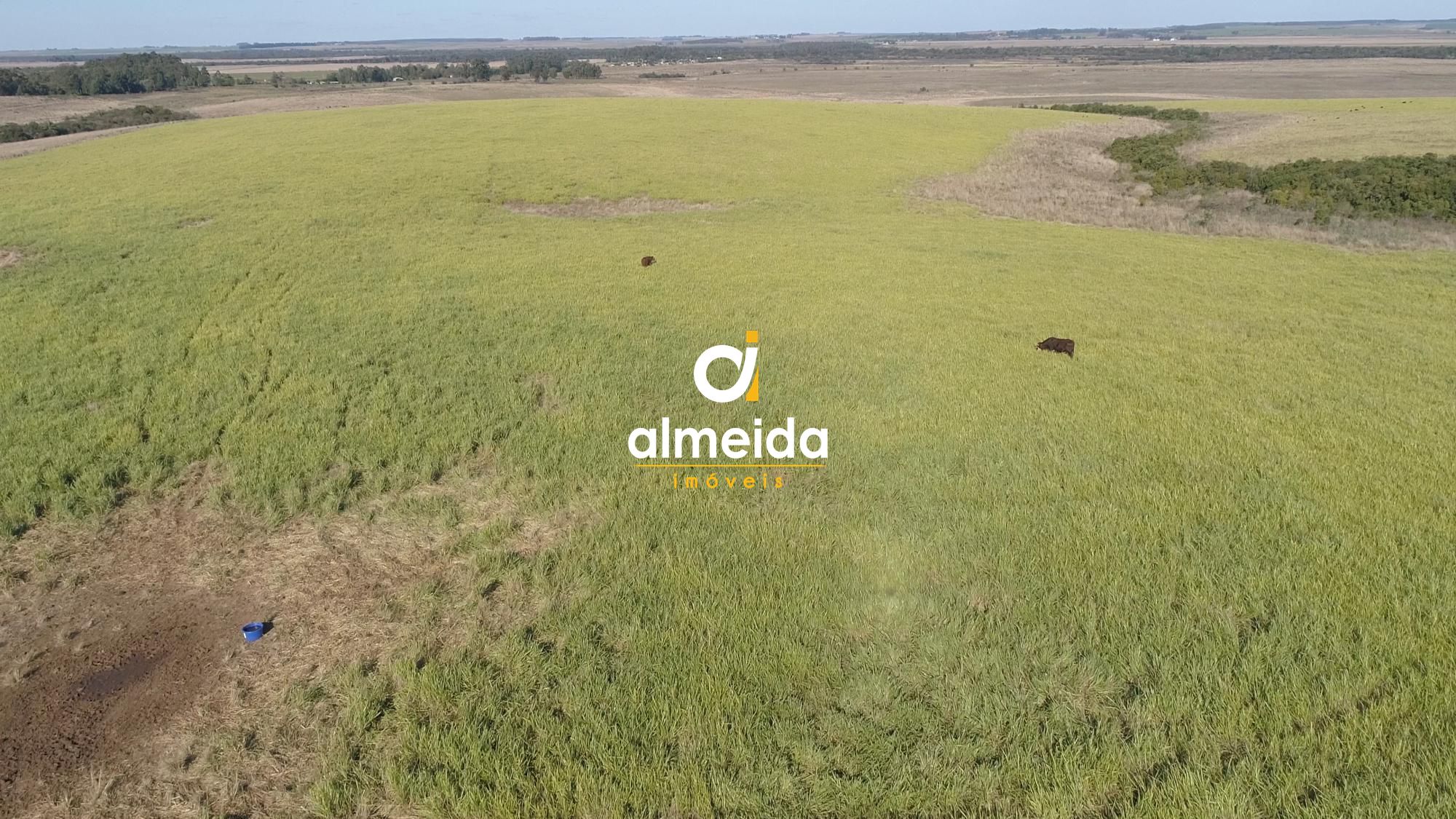446 ha a venda município de são vicente do sul