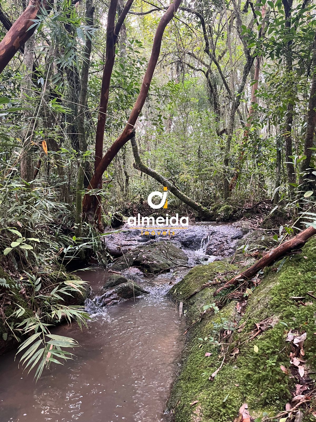 Sítio, 3 quartos, 92600 hectares - Foto 11