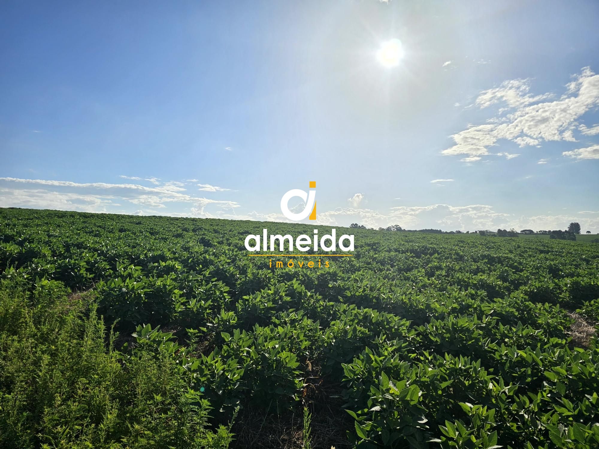 Área agricultável: 15 hectares em lavoura de soja, em plena 