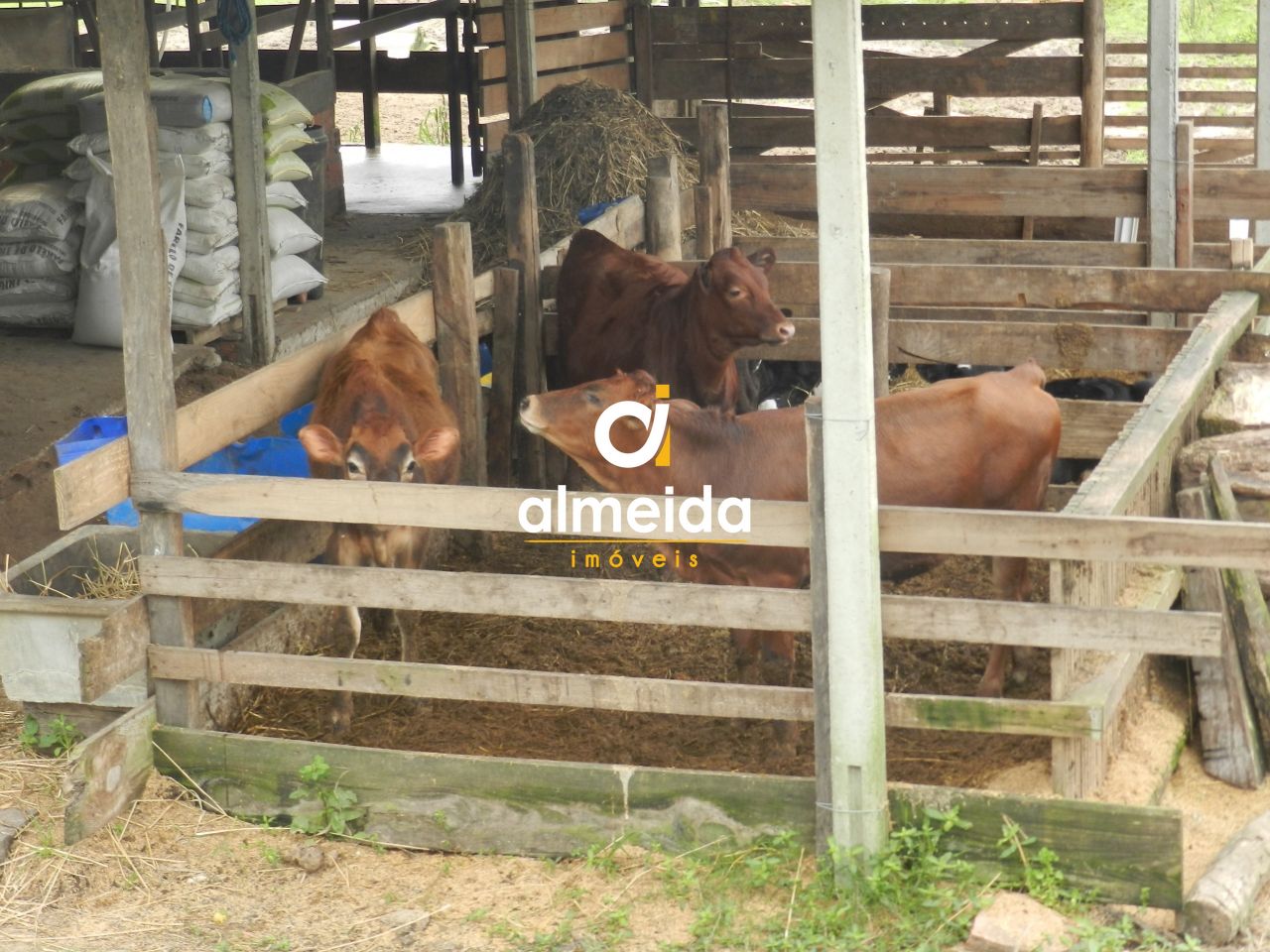 Chácara à venda com 3 quartos, 600000000m² - Foto 46