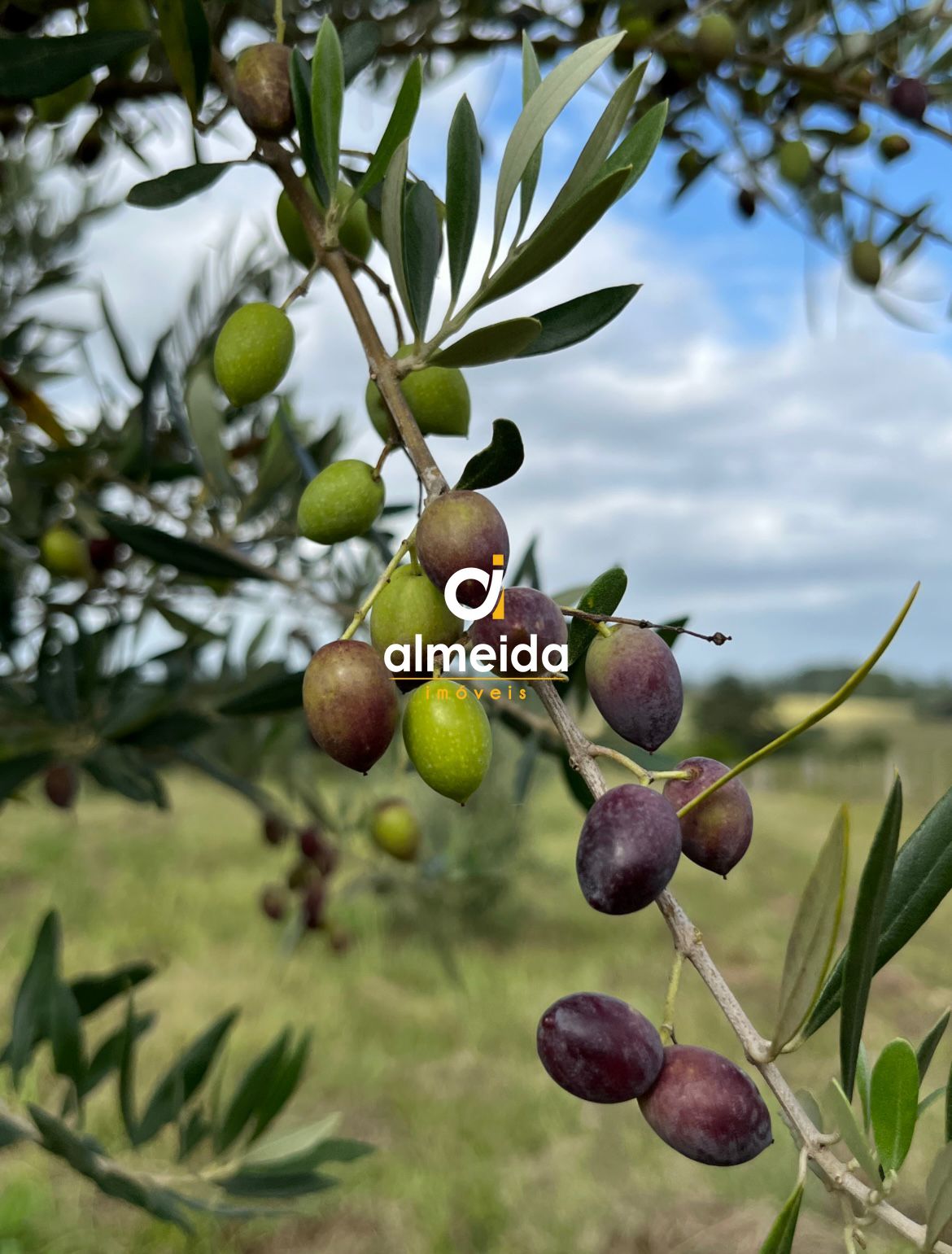 Fazenda à venda com 3 quartos, 200m² - Foto 4