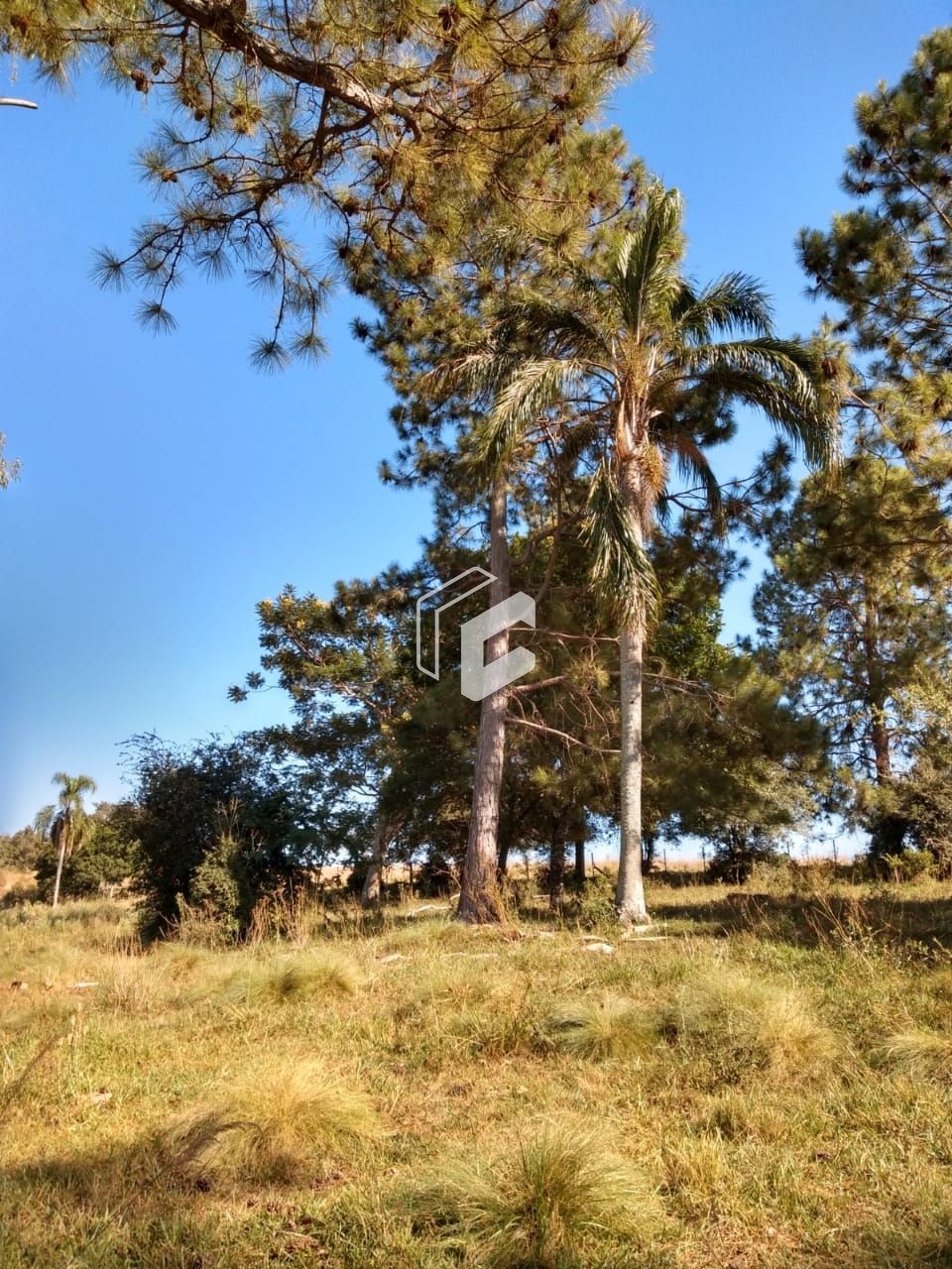 Fazenda à venda, 500000000m² - Foto 11