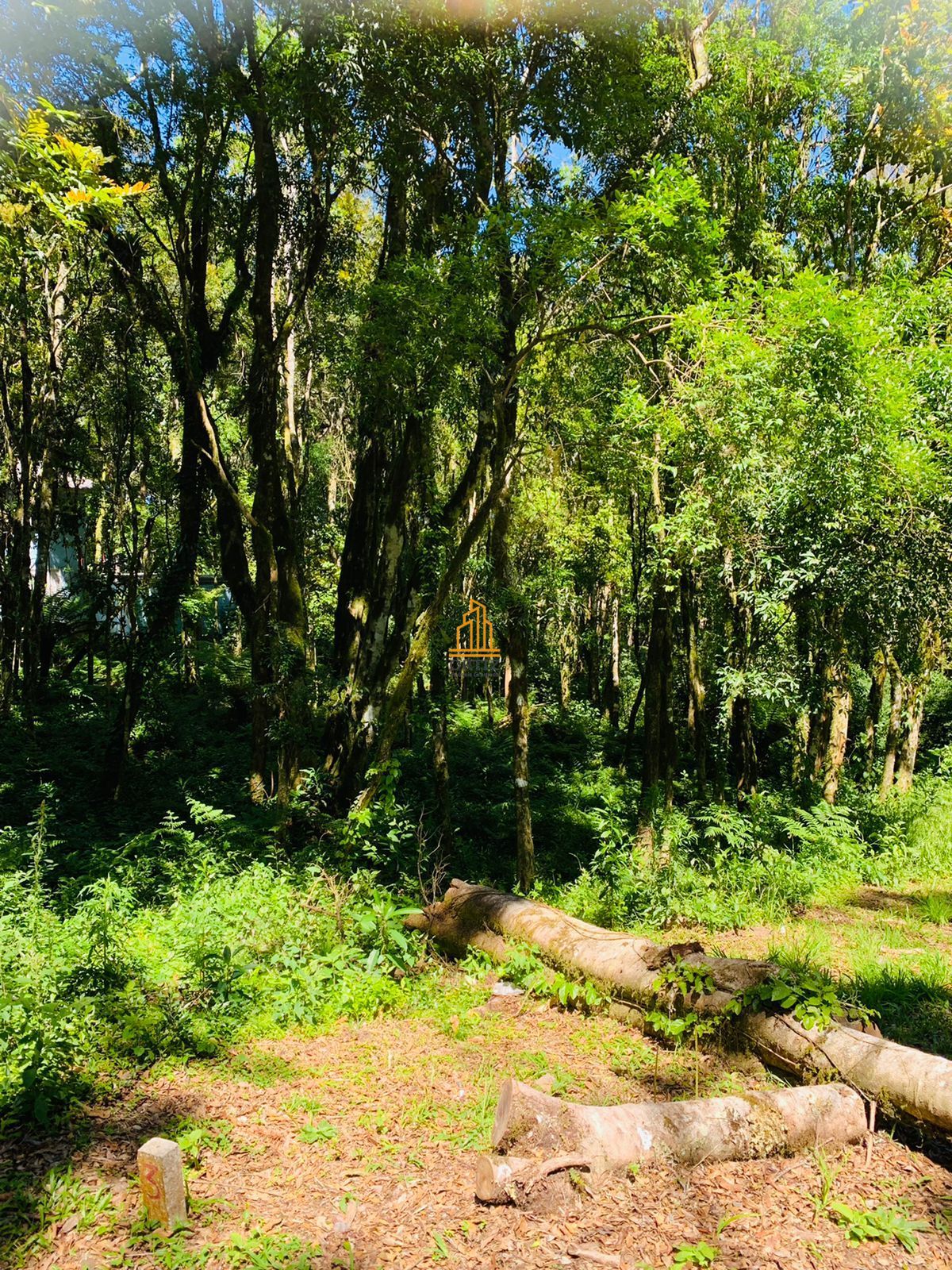 Terreno, 802 m² - Foto 5